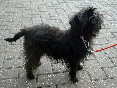 Affenpinscher