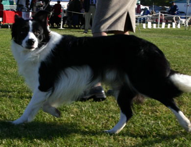 Border Collie