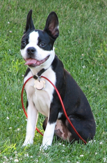 Boston Terrier