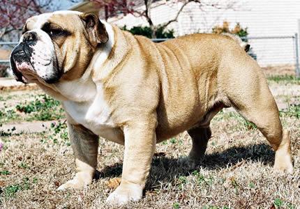 Bulldog (English)