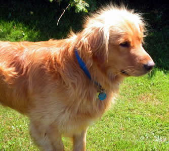 Golder Retriever