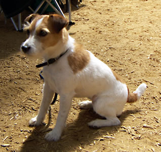 Jack Russel Terrier