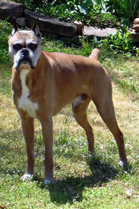 Boxer