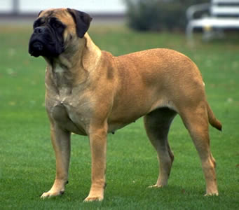 Bullmastiff