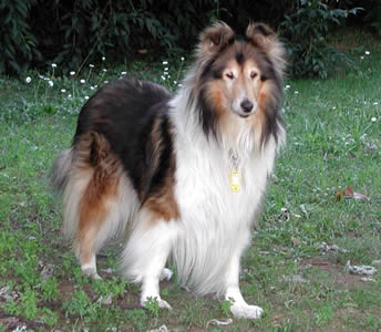 Collie