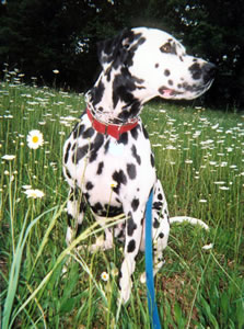 Dalmatian