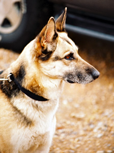 German Shepherd Dog